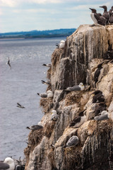 seabirds on cliff