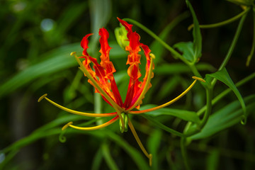 Gloriosa Rothschildiana also known as flame lily