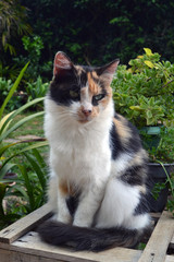 cute three-colored cat