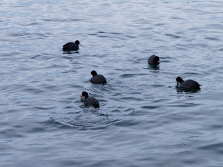 Fulica atra - Colonie de foulques macroules flottant sur un plan d'eau