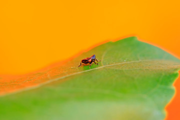 leafhopper on plant