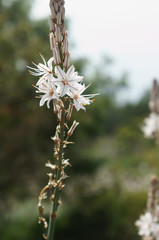 Fleur blanche au cap Dramont