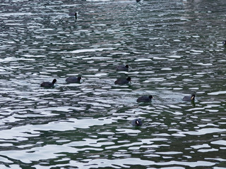 Fulica atra - Colonie de foulques macroules flottant sur un plan d'eau