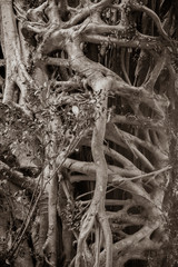 Ficus elastica multiple aerial and buttressing roots a close-up sepia picture