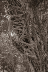 Ficus elastica multiple aerial and buttressing roots a close-up sepia picture