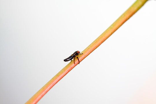 leafhopper on plant