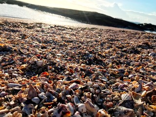 Shells over the sand
