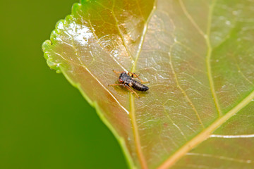 leafhopper on plant