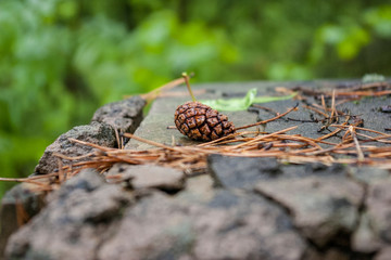 fir cone on stone