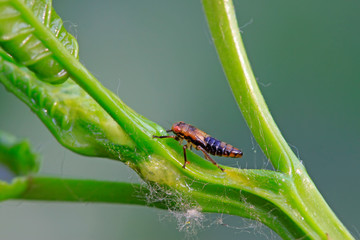 leafhopper on plant