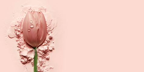 beautiful pink tulip lying on a pink powder.