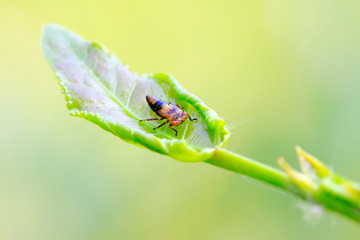 leafhopper on plant