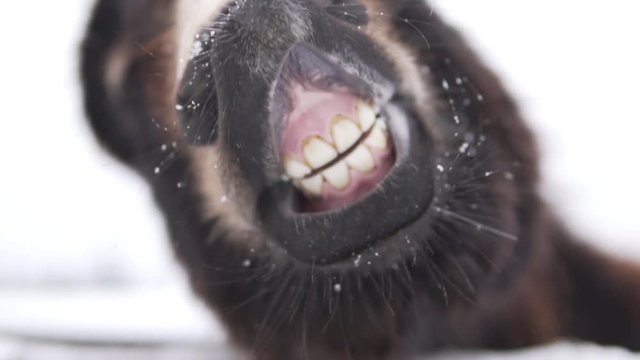 Close-up of a donkey's mouth. Slowly opening and showing white teeth.