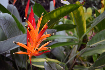 Tropical Flower Heliconia