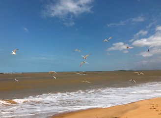 Seagulls flying away