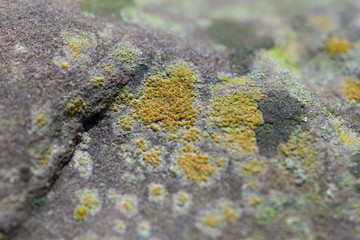 lichen on a rock