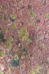 lichen on a rock