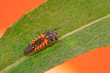 Harmonia axyridis on plant