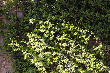 Green wall illuminated by sunlight