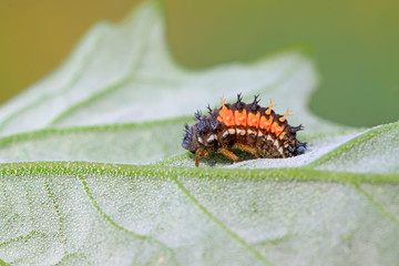 Harmonia axyridis on plant