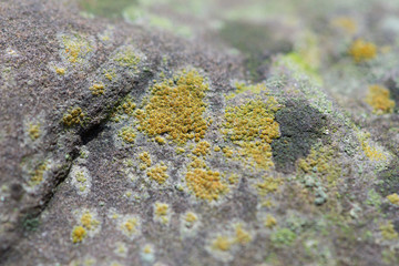 lichen on a rock