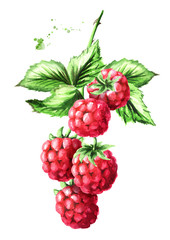 Brunch of two ripe raspberries with green leaves. Watercolor hand drawn illustration isolated on white background