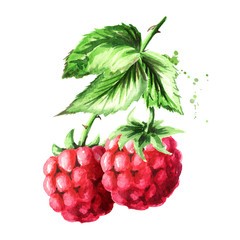 Brunch of two ripe raspberries with green leaves