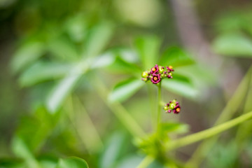 Flor de Higuerilla