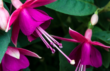 Abstract close up fuchsia blooms