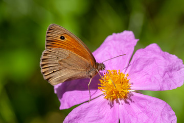 butterfly nature flower macro drop