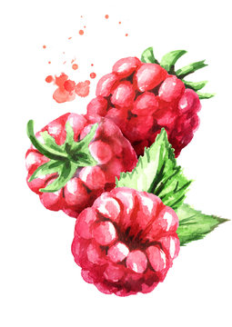 Falling ripe berries raspberry, vertical composition. Watercolor hand drawn illustration, isolated on white background