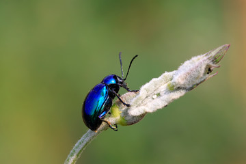 Chrysochus chinensis Baly on plant