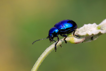 Chrysochus chinensis Baly on plant