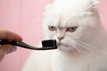 Veterinarian brushing cat's teeth with toothbrush. shorthair cat playing with toothbrush, isolated...
