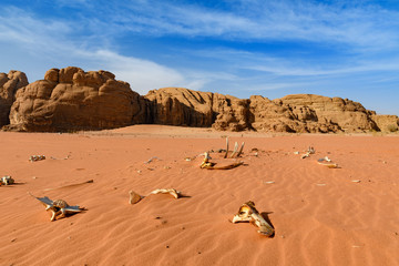 kości wielbłąda na pustyni. Wadi Rum, Jordania