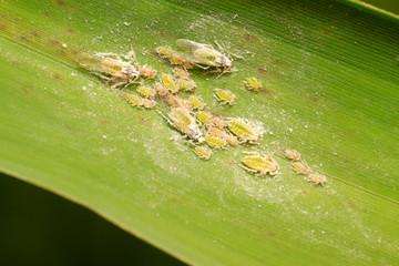 hormaphids