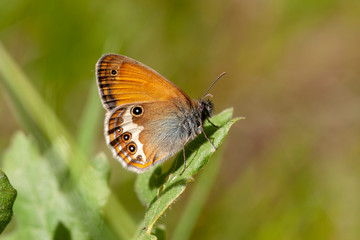 butterfly nature flower macro drop