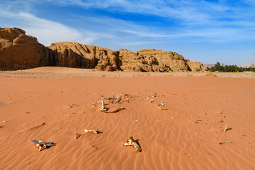kości wielbłąda na pustyni. Wadi Rum, Jordania
