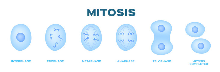 mitosis, the process of cell division and multiplication vector . blue color - obrazy, fototapety, plakaty