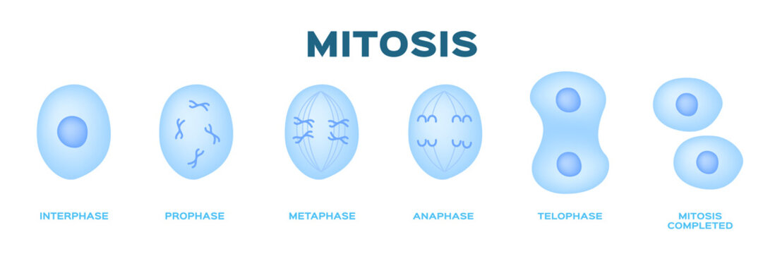 Mitosis Images – Browse 7,518 Stock Photos, Vectors, and Video | Adobe Stock