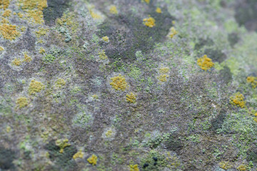 lichen on a rock