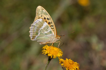 butterfly nature flower macro drop