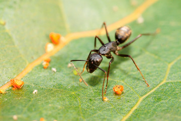 Camponotus japonicus on plant