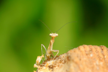 Mantis larvae on plant
