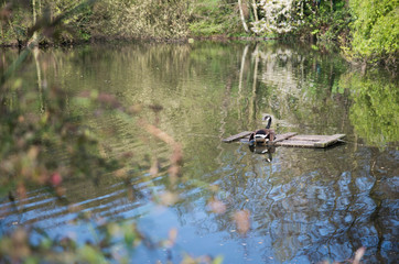 ducks on the pond