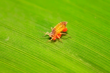 Tetranychus cinnabarinus on plant