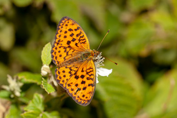 butterfly nature flower macro drop