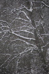 rami di albero innevati in collina 