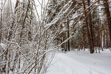 Winter forest. Novosibirsk region, Siberia, Russia