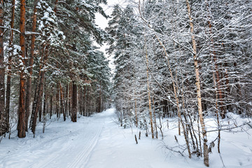 Winter forest. Novosibirsk region, Siberia, Russia
